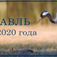 Итоги конкурса "Журавль - птица 2020 года"  