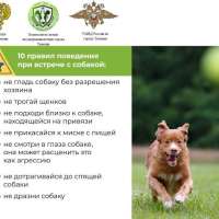 10 правил поведения при встрече с собакой