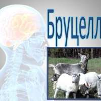 Осторожно! Бруцеллез!