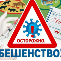 Постконтактная профилактика бешенства: что нужно знать 